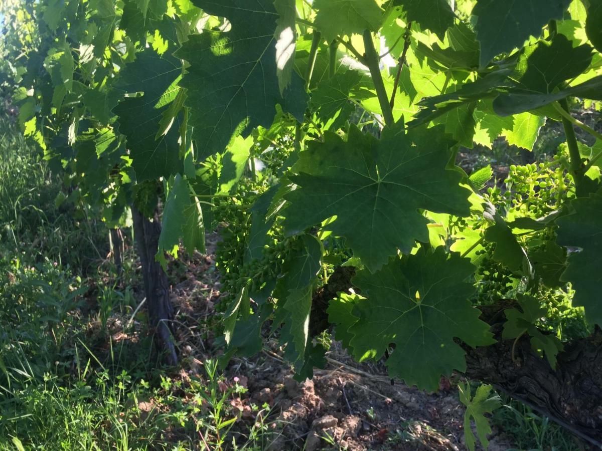 Poggio Alla Pietra 26 Porrona ภายนอก รูปภาพ